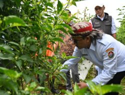 Temanggung Gelar Sayembara Cabai, Bupati Ingin “Resep” Pemenang Bisa Diduplikasi