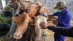 SAPI: Pemeriksaan Kesehatan untuk Kelaikan Jadi Hewan Kurban di Jakarta