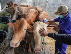 SAPI: Pemeriksaan Kesehatan untuk Kelaikan Jadi Hewan Kurban di Jakarta