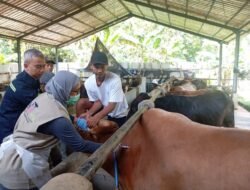 IDULADHA 2026: Jateng Pastikan Ketersediaan Hewan Kurban Surplus