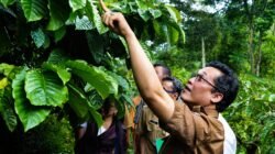 KOPI: Program Upland, Tingkatkan Produktivitas Kopi di Kabupaten Magelang, Jawa Tengah
