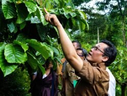 KOPI: Program Upland, Tingkatkan Produktivitas Kopi di Kabupaten Magelang, Jawa Tengah