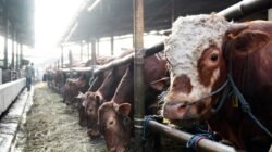 IDULADHA 2026: Penyediaan 900 Ekor Sapi, Diharapkan Penuhi Kebutuhan Iduladha di Jakarta