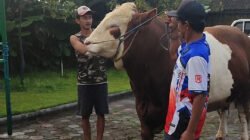 IDULADHA 2026: Sapi ‘Diego’ Dipilih Presiden Prabowo untuk Hewan Kurban di Temanggung, Jawa Tengah