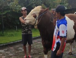 IDULADHA 2026: Sapi ‘Diego’ Dipilih Presiden Prabowo untuk Hewan Kurban di Temanggung, Jawa Tengah