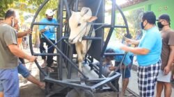 Perkenalkan, Gama Abilawa Portable Restraining Box untuk Tingkatkan Efisiensi Pemotongan dan Kesejahteraan Ternak