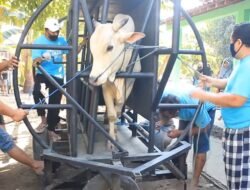Perkenalkan, Gama Abilawa Portable Restraining Box untuk Tingkatkan Efisiensi Pemotongan dan Kesejahteraan Ternak