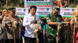JAGUNG: Panen Raya, Wujud Kemandirian Pangan di Desa Polengan Srumbung, Kabupaten Magelang, Jawa Tengah