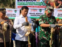 JAGUNG: Panen Raya, Wujud Kemandirian Pangan di Desa Polengan Srumbung, Kabupaten Magelang, Jawa Tengah