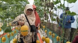 MELON: Berwisata sambil Petik Langsung, Destinasi Baru di Deswita Sabo Dam Nglumut, Kabupaten Magelang, Jawa Tengah