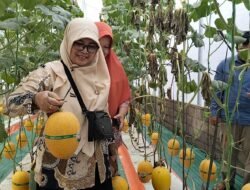 MELON: Berwisata sambil Petik Langsung, Destinasi Baru di Deswita Sabo Dam Nglumut, Kabupaten Magelang, Jawa Tengah