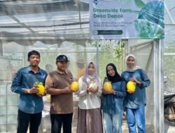 MELON: Bakal Jadi Ikon Desa, Hasil Panen Kedua Melon BUMDes Depok, Batang, Lebih Baik