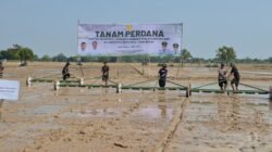 LUMBUNG PANGAN: Pemkab Indramayu Dorong Modernisasi Pertanian dengan Program PM-AAS