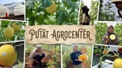 Putat Agrocenter, Gunungkidul, Yogyakarta, Optimalkan Tanah Kelurahan, Jadi Role Model Agrowisata Baru
