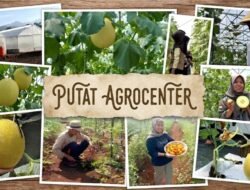 Putat Agrocenter, Gunungkidul, Yogyakarta, Optimalkan Tanah Kelurahan, Jadi Role Model Agrowisata Baru