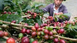 KOPI: Prospek Pasar Menjanjikan, Kabupaten Temanggung Dorong Pengembangan Arabika