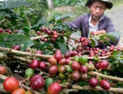 KOPI: Prospek Pasar Menjanjikan, Kabupaten Temanggung Dorong Pengembangan Arabika