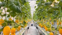 MELON: Dari Pekarangan Rumah, Kini Jadi Wisata Petik Melon yang Ramai Pengunjung