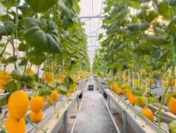 MELON: Dari Pekarangan Rumah, Kini Jadi Wisata Petik Melon yang Ramai Pengunjung
