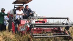 PADI: Panen Raya Bareng Gubernur, Petani Jawa Tengah Bungah Diperhatikan dan Hasil Melimpah