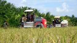 GABAH: Adopsi Metode Arkansas, Petani di Sambas, Kalbar Raup 1,3 Ton Gabah per Borong Lahan