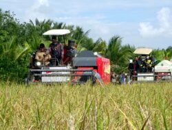 GABAH: Adopsi Metode Arkansas, Petani di Sambas, Kalbar Raup 1,3 Ton Gabah per Borong Lahan