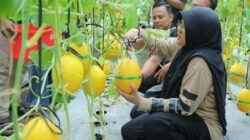 MELON: Panen Lagi….Bupati Siak Bilang Dana Desa Harus Dorong PAD Kampung