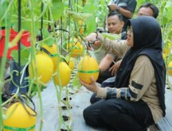 MELON: Panen Lagi….Bupati Siak Bilang Dana Desa Harus Dorong PAD Kampung