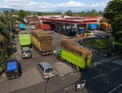 TEBU: Musim Panen di Kabupaten Lumajang, Jawa Timur, Dorong Aktivitas Ekonomi, Kebutuhan Biosolar Ikut Meningkat