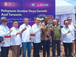 KELAPA SAWIT: Naikkan Produksi Dua Kali Lipat Tanpa Buka Lahan