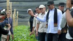 KOPI: Mentan Prioritaskan Pengembangan Kopi Gayo, Aceh Dapat Dukungan 17 Juta Bibit