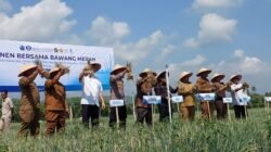 BAWANG MERAH: Panen Perdana di Pidie Jaya, Aceh, Tandai Kebangkitan Pertanian Pascabanjir