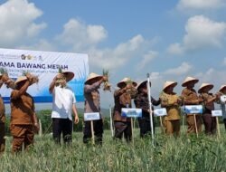 BAWANG MERAH: Panen Perdana di Pidie Jaya, Aceh, Tandai Kebangkitan Pertanian Pascabanjir