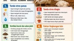 Kenali Ciri Broiler yang Stress karena Lingkungan, Jangan Anggap Remeh…