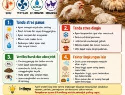 Kenali Ciri Broiler yang Stres karena Lingkungan, Jangan Anggap Remeh…