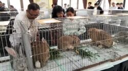 KELINCI: Mulai Tren, Kelinci Pedaging Kian Diminati Masyarakat Magelang, Jawa Tengah