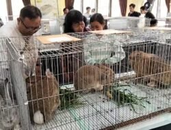KELINCI: Mulai Tren, Kelinci Pedaging Kian Diminati Masyarakat Magelang, Jawa Tengah