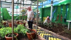URBAN FARMING: Ketika Halaman Kantor Lurah Krukut Dimanfaatkan untuk Kegiatan Produktif…