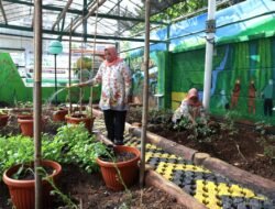 URBAN FARMING: Ketika Halaman Kantor Lurah Krukut Dimanfaatkan untuk Kegiatan Produktif…