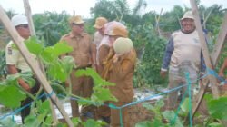 MELON: Asyiknya…Panen, Buktikan Adanya Potensi Lahan Gambut di Siak, Riau