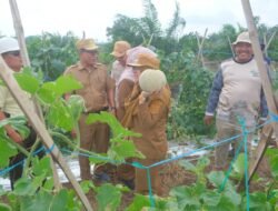MELON: Asyiknya…Panen, Buktikan Adanya Potensi Lahan Gambut di Siak, Riau