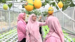 URBAN FARMING: Panen 25 Kilogram Golden Melon di RPTRA Manuver, Jakarta