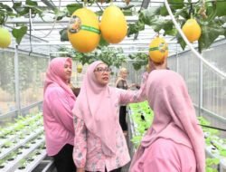 URBAN FARMING: Panen 25 Kilogram Golden Melon di RPTRA Manuver, Jakarta
