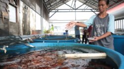 IKAN NILA: Poktan Swara Hijau Farm Jakarta Timur Kembangkan Budi Daya Ikan Nila