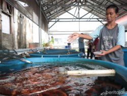 IKAN NILA: Poktan Swara Hijau Farm Jakarta Timur Kembangkan Budi Daya Ikan Nila