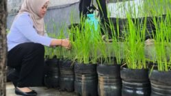 PADI: Budi Daya dalam Botol Galon, Jadi Inovasi Kelurahan Pasar Minggu, Jakarta Selatan