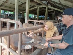 PENYAKIT MULUT DAN KUKU (PMK): 700 Dosis Vaksin Disiapkan untuk Ternak di Kota Padang, Sumatra Barat