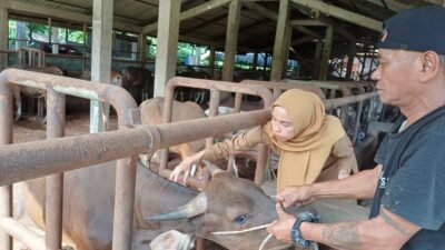 PENYAKIT MULUT DAN KUKU (PMK): 700 Dosis Vaksin Disiapkan untuk Ternak di Kota Padang, Sumatra Barat