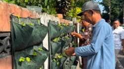 SAYUR: Tanam Bibit di Tembok Kampung, Warga Wirobrajan, Yogyakarta, Wujudkan Ketahanan Pangan
