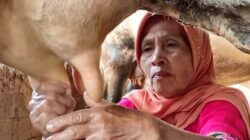 SUSU: Jaga Produksi Saat Kemarau, Peternak Didorong Gunakan Silase